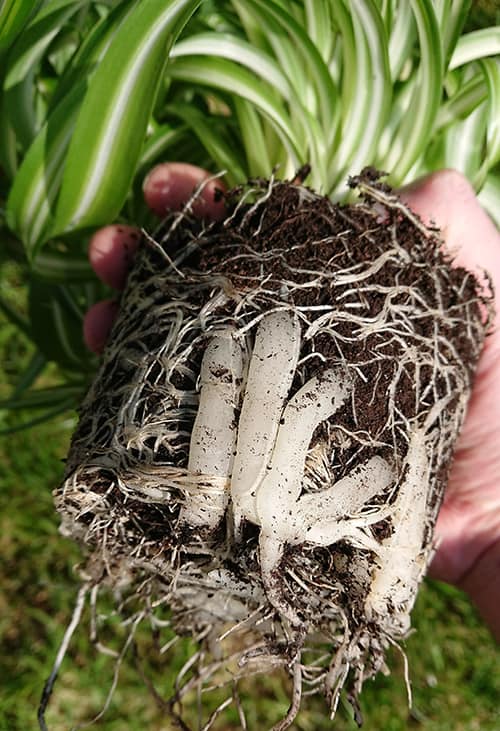 Spider Plant out of it's container showing thick white roots ready for repotting
