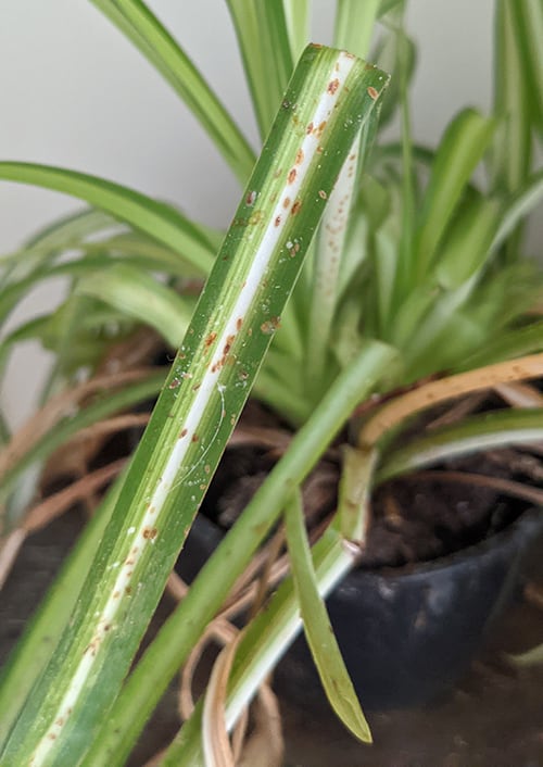 A large scale insects infestation on spider plant leaves