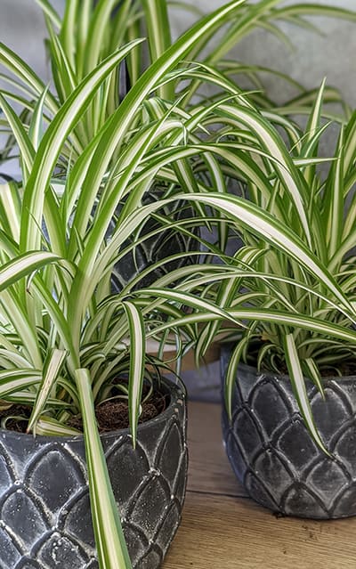  American Plant Exchange Live Spider Plant, Spider Ivy Plant,  Ribbon Plant, Plant Pot for Home and Garden Decor, 6 Pot : Patio, Lawn &  Garden