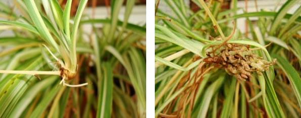 Spider plants produce plantlets which can be grown on in soil or water