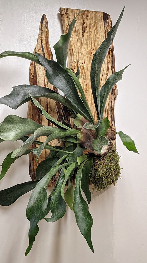 Staghorn fern and wooden mount on a white painted wall