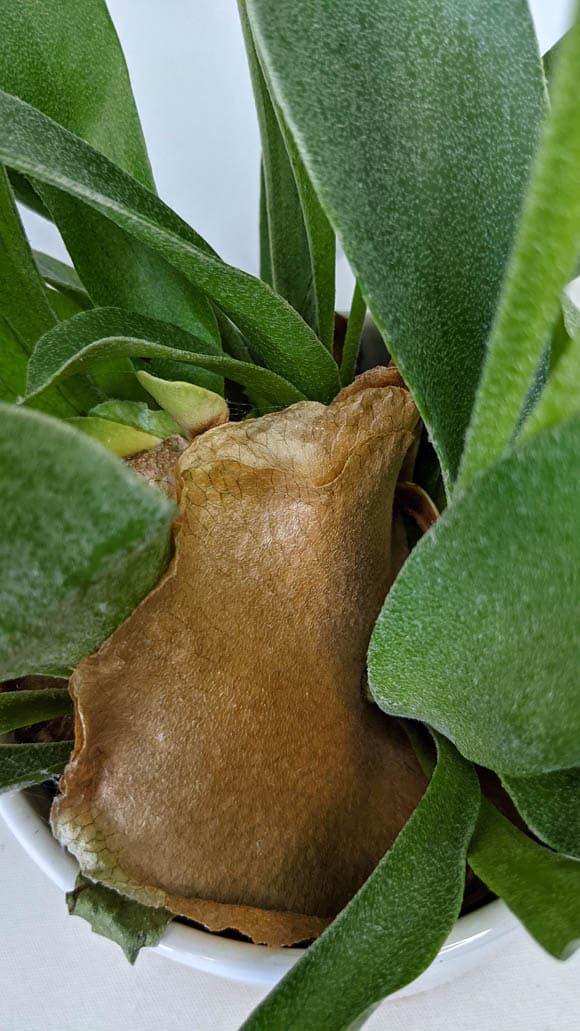 Photo showing a brown shield frond on a Staghorn Fern