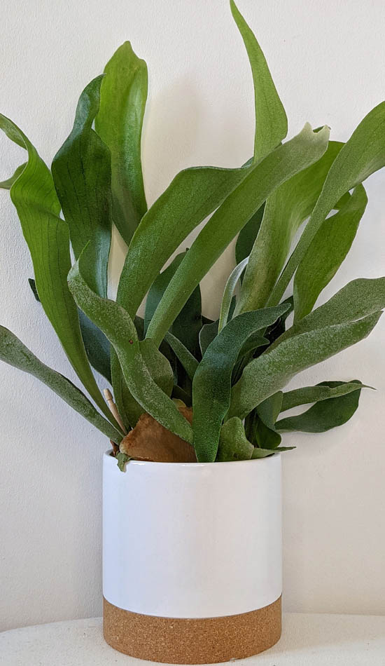 Young Staghorn Fern being grown in a white pot