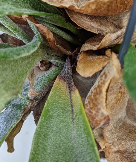 Black marks forming at the base of a leaf