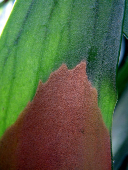 Close up view of a frond which shows brown Staghorn Fern Spores