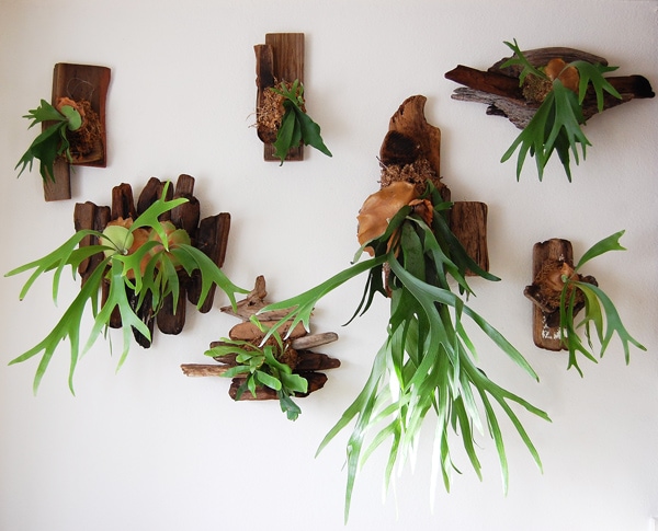 Several Staghorn Ferns growing on mounts and hung on a wall