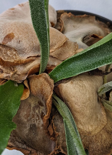 A mature Staghorn Fern can produce several Shield Fronds