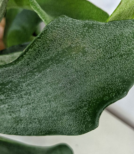 White fluff on the fronds of a Staghorn Fern