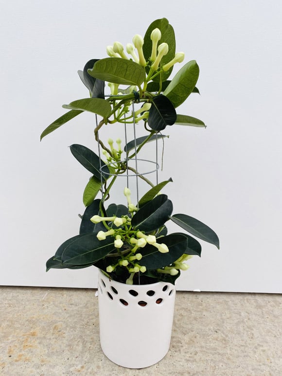 A Stephanotis floribunda plant in a white pot growing around a supporting wire