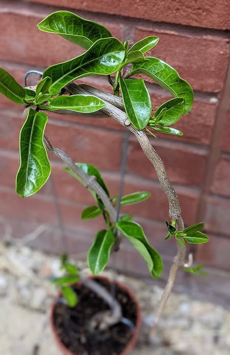 New leaf growth on a stephanotis plant