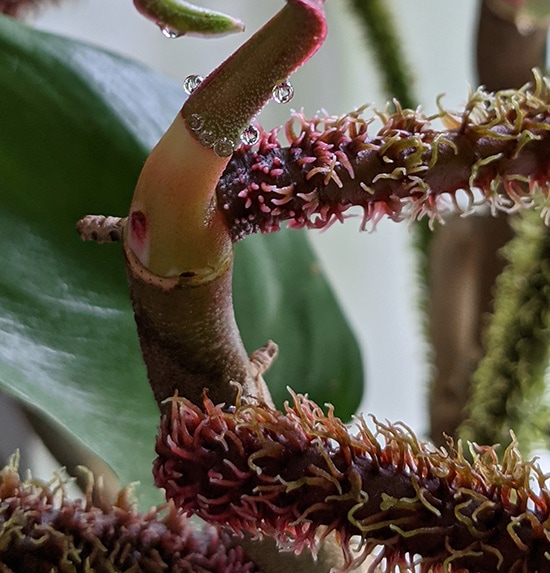 Sticky Droplets on a squamiferum stem