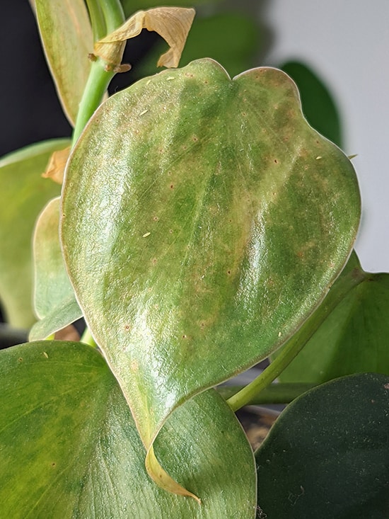 mottling on the leaves of a heartleaf philodendron infested with thrips