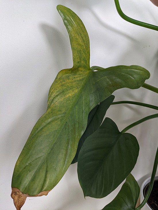 mottled appearance on a philodendron leaf showing thrips have been feeding