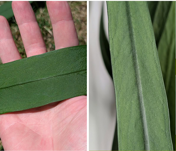 Collage of two images, the left shows a leaf resting in an open hand and the right shows the thick rib running down the leaf centre Collage of two images, the left shows a leaf resting in an open hand and the right shows the thick rib running down the leaf centre