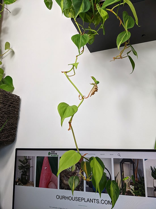 Stray vine hanging down from a shelf on a Philodendron scandens brasil
