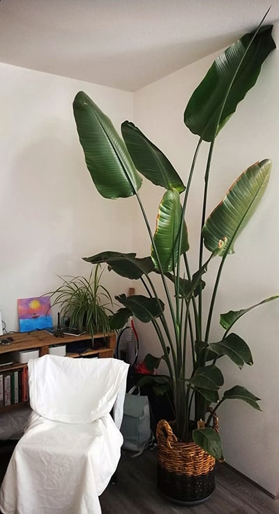 Mammoth Bird of Paridise with leaves touching the roof of a room next to a bookcase