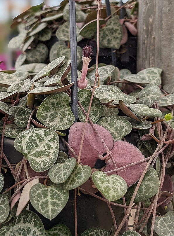 String of Hearts houseplant with flowers