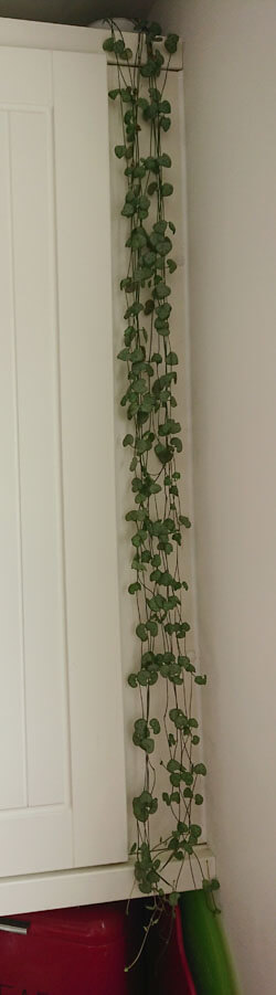 String of Hearts trailing down a kitchen cupboard