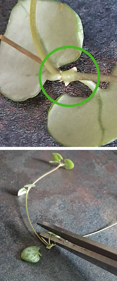 Exposing the nodes on a String of Hearts stem