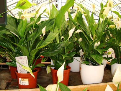 Where can you buy Houseplants Our House  Plants 