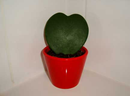 Hoya Hoya Kerrii Splash 2-3 leaf  medium plant house plant 