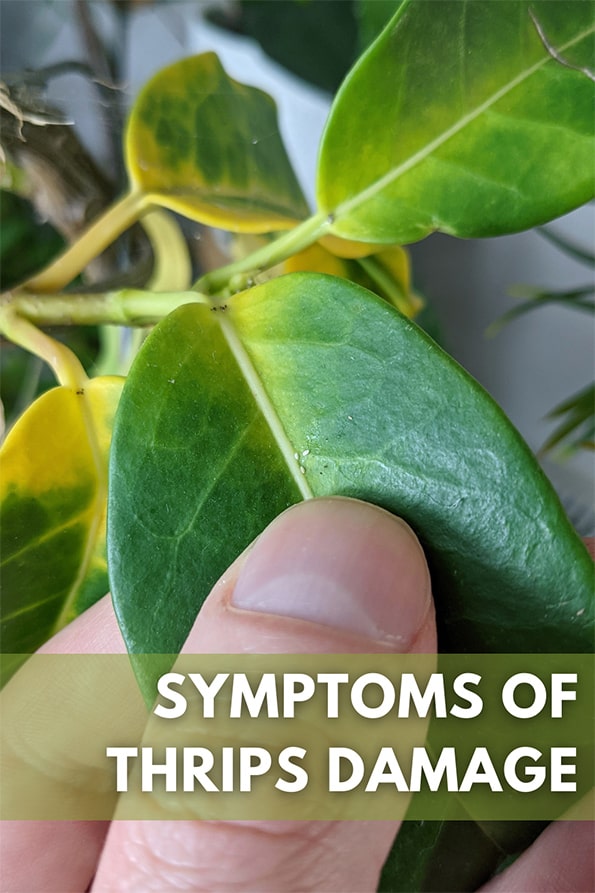 Yellowing Stephanotis floribunda leaf with Thrips