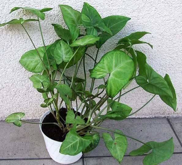 Syngonium is a great looking houseplant which needs only modest care