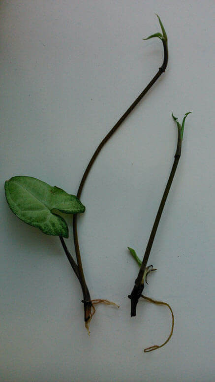 Syngonium and Goosefoot plant propagation with water