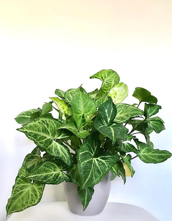 Syngonium is another houseplant that will cope with gloomy spots in your home