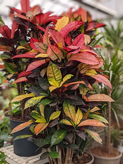 Two large Codiaeum Croton Plants with colorful foliage