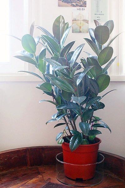 Rubber Plant in a container next to a bright window