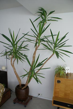 A very tall and mature Yucca houseplant