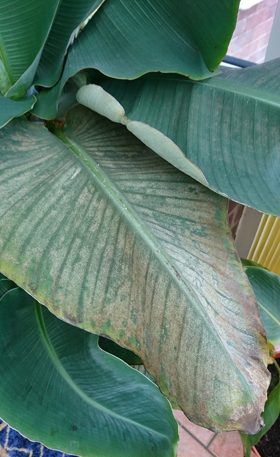 Thrip damage causing silver streaks on a Musa Banana plant leaf