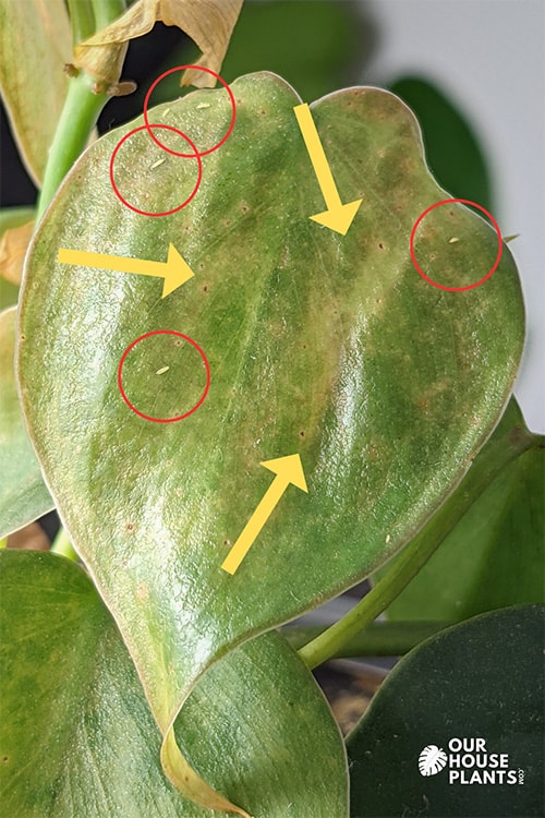 visable Thrips and the damage they cause on a philodendron leaf