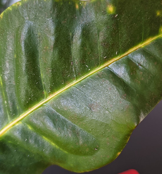 Croton leaf with thrip excrement