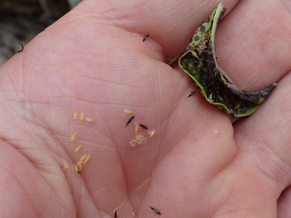 Multiple thrips at various growth stages on an open human hand