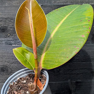 New leaves emerging from a young Rubber Plant cutting after propagation