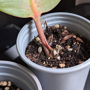Young Rubber Plant cutting in a small pot with no visible new growth