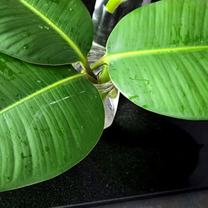 Four newly taken Rubber Plant stem cuttings placed in water for propagation