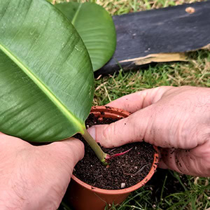 Fresh compost being added to give young Rubber Plant cuttings more root room
