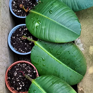 Rubber Plant cuttings placed outside in a shaded garden position