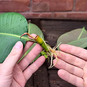 Roots growing from Rubber Plant cuttings after water propagation