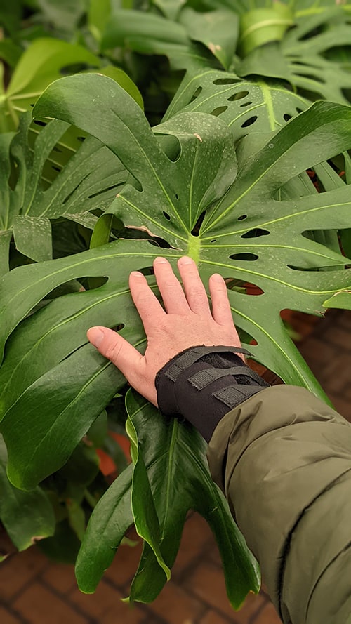 Tom Knight putting his hand on top of a large mature monstera leaf which is many times bigger than his hand