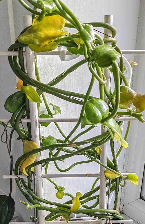 Parachute Plant (Ceropegia sandersonii) with yellowing leaves