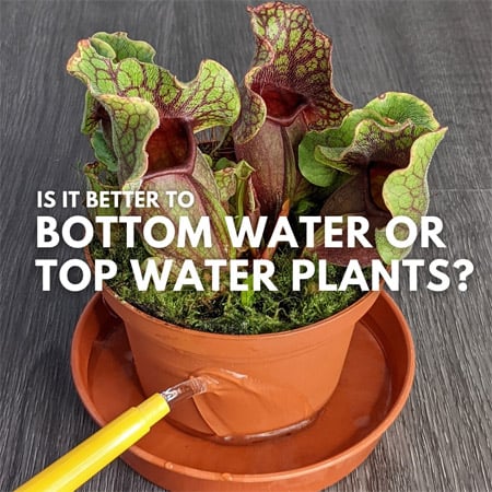 Bottom watering a houseplant sitting in a drip tray