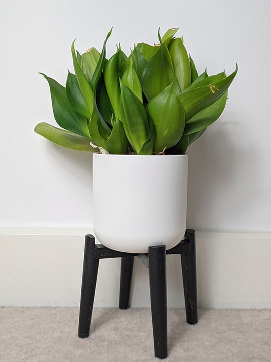 Trifasciata Hahnii black jade in a white planter on wooden black legs next to a white wall