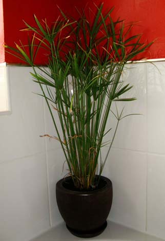 Umbrella Grass houseplant or Cyperus alternifolius