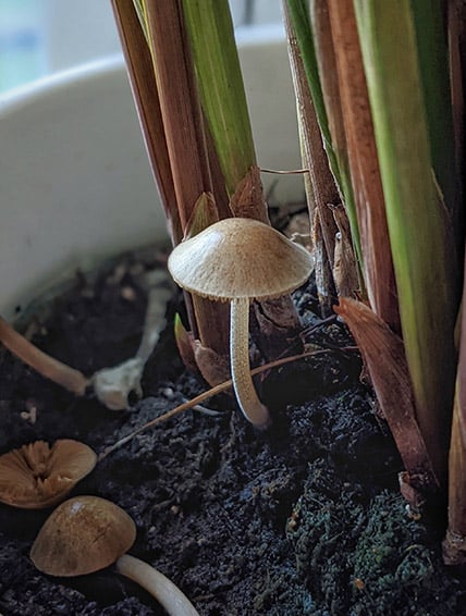 Mushrooms growing on the soil of an Umbrella Plant