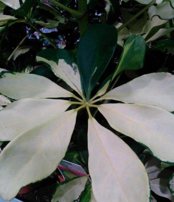 This Schefflera has remarkable leaf markings - almost all white with one or two of the 'spokes' being green