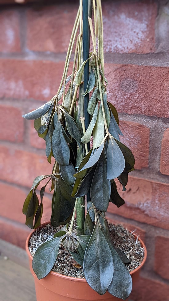Umbrella Plant that's been exposed to cold temperatures, leaves and stems are wilting
